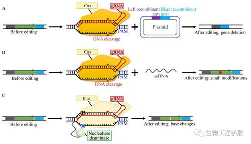 鄭平團(tuán)隊(duì)丨谷氨酸棒桿菌的代謝工程使能技術(shù)研究進(jìn)展