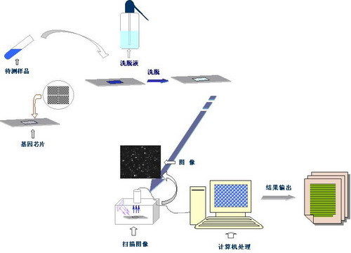 基因芯片的基因芯片的應(yīng)用