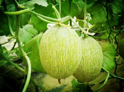 濟(jì)南市振興十大農(nóng)業(yè)特色產(chǎn)業(yè)暨&ldquo;菜籃子&rdquo;工程現(xiàn)場推進(jìn)會(huì)走進(jìn)刁鎮(zhèn)